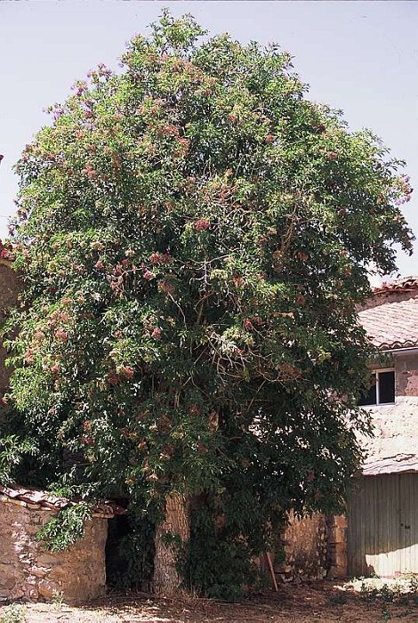 Sambucus nigra